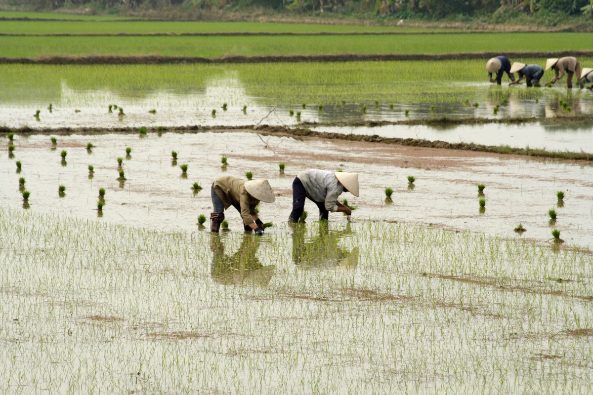Reis ist die Pflanze, die am häufigsten mit Genome Editing bearbeitet wurde. Bildquelle: Frank Eckgold - Fotolia