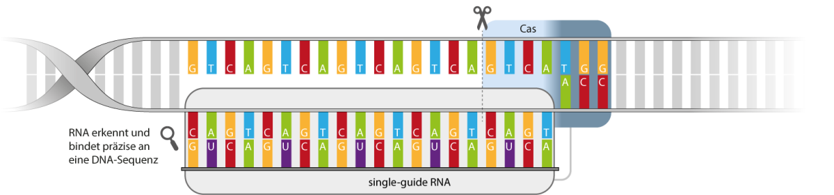 CRISPR (Clustered Regularly Interspaced Short Palindromic Repeats)/ (CRISPR associated) Cas-Systeme